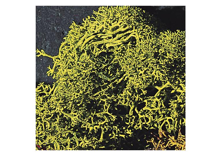 Mousse d'Islande vert assorti