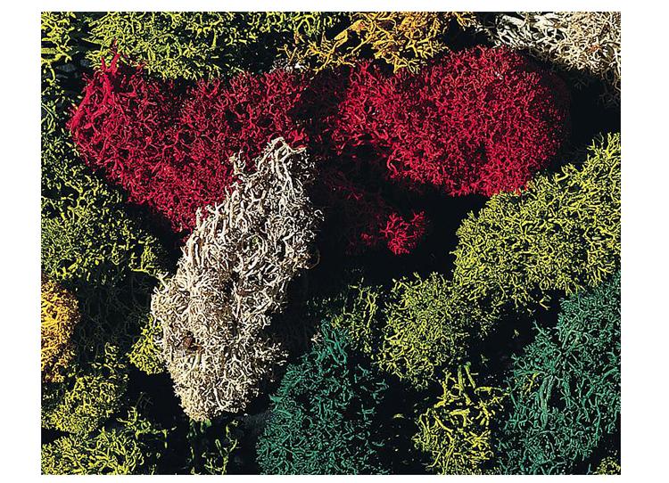 Mousse d'Islande assortie (5 couleurs)