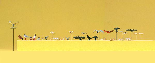 Mouettes, pigeons, corneilles