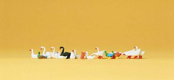 Oies, canards, cygnes