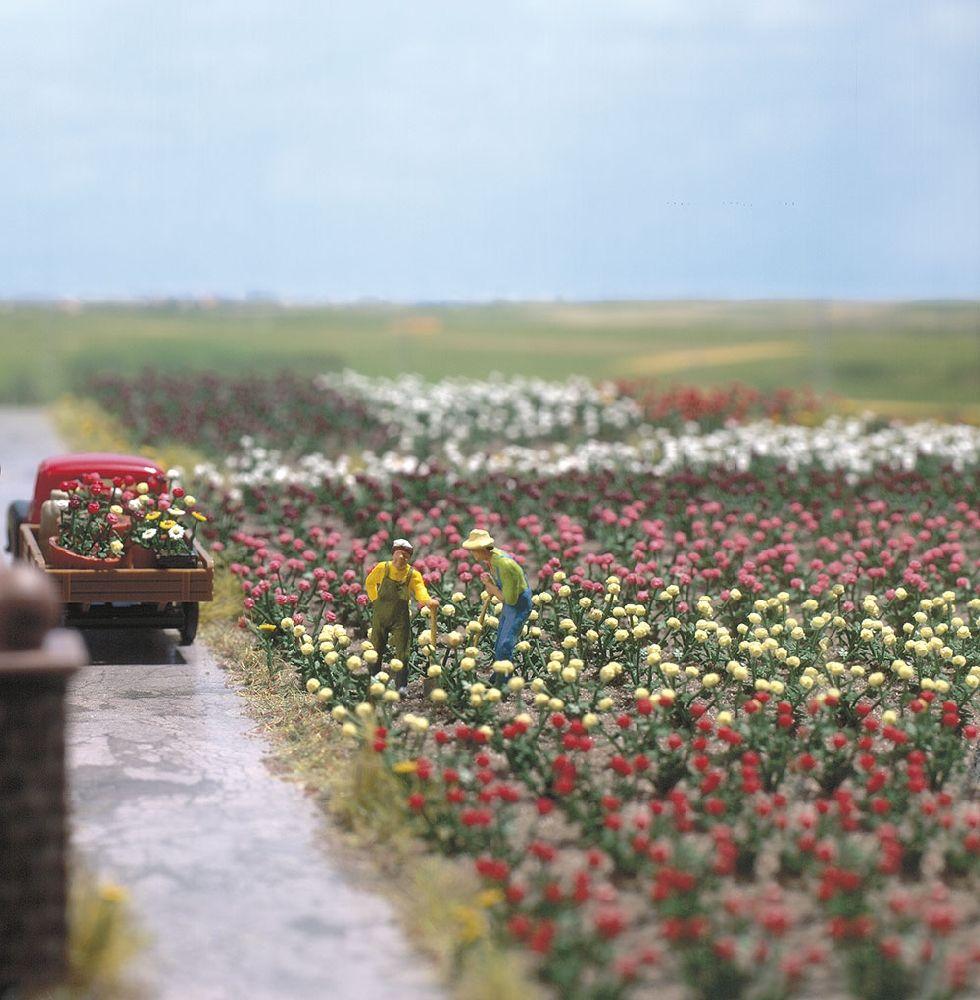 Assortiment de 120 roses