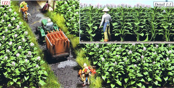 56 plants de tabac en kit