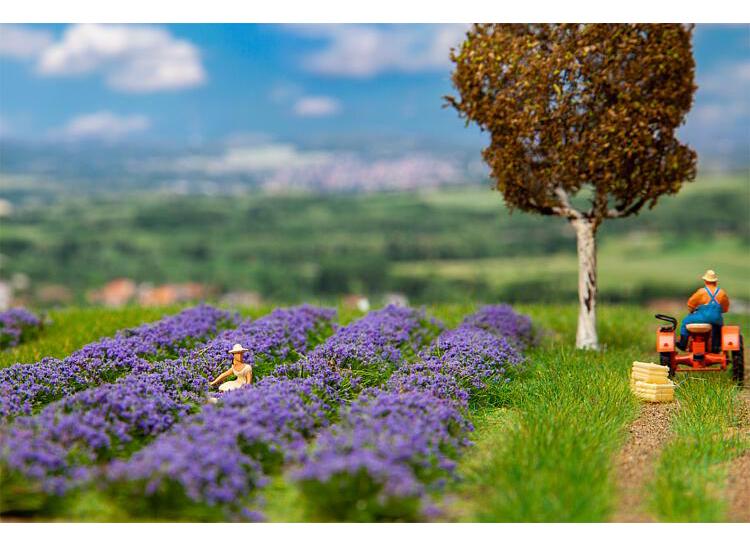 Champ de lavande (sans autres accessoires)